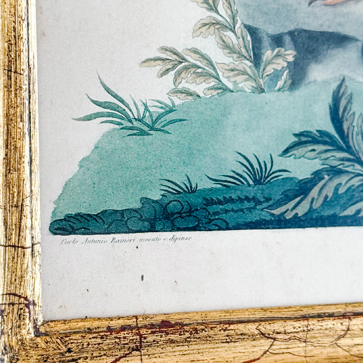 19th Century Pair of Carlo & Vittorio Raineri Exotic Bird Lithograph Prints in Antiqued Gilt Mirrored Frames