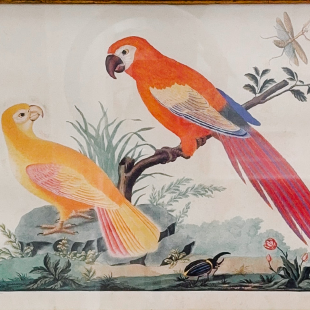 19th Century Pair of Carlo & Vittorio Raineri Exotic Bird Lithograph Prints in Antiqued Gilt Mirrored Frames