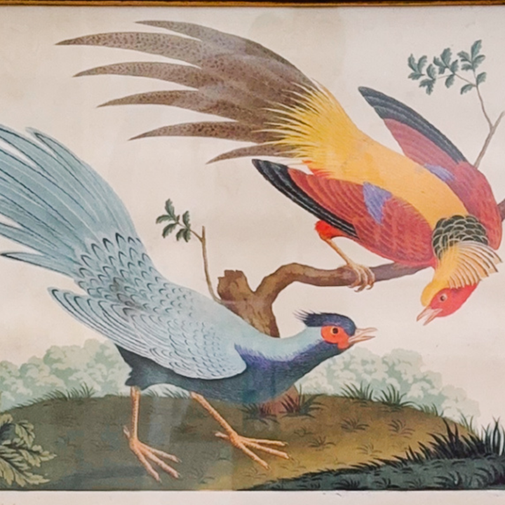 19th Century Pair of Carlo & Vittorio Raineri Exotic Bird Lithograph Prints in Antiqued Gilt Mirrored Frames