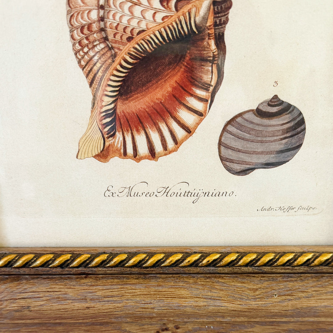 Framed Seashell Engraving Prints - Conchology Engravings After Georg Wolfgang Knorr, Set of 4