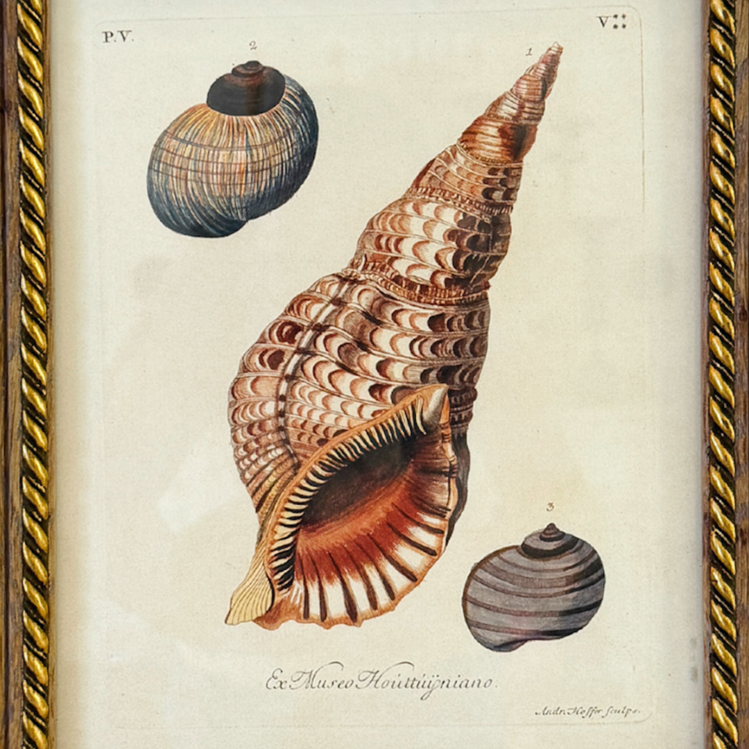 Framed Seashell Engraving Prints - Conchology Engravings After Georg Wolfgang Knorr, Set of 4