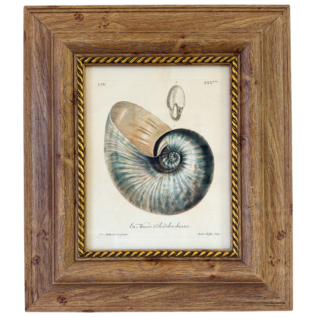 Framed Seashell Engraving Prints - Conchology Engravings After Georg Wolfgang Knorr, Set of 4