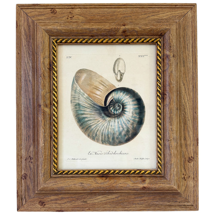 Framed Seashell Engraving Prints - Conchology Engravings After Georg Wolfgang Knorr, Set of 4