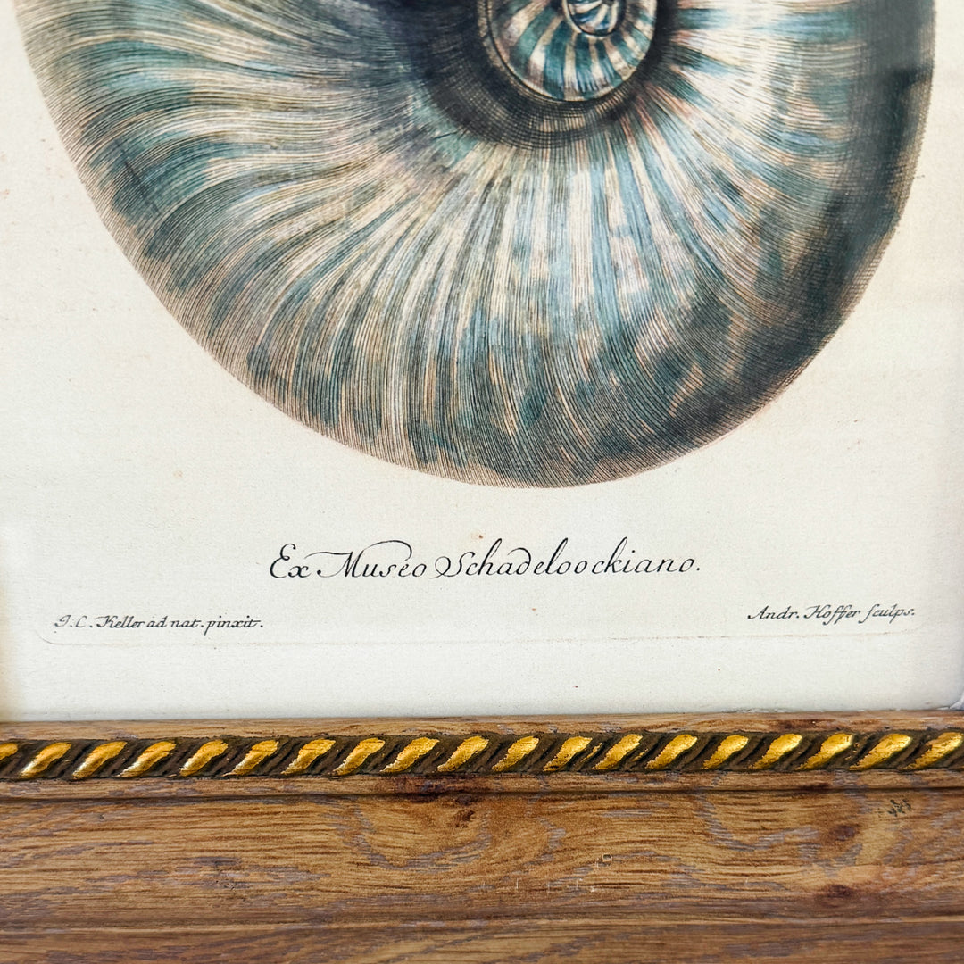Framed Seashell Engraving Prints - Conchology Engravings After Georg Wolfgang Knorr, Set of 4