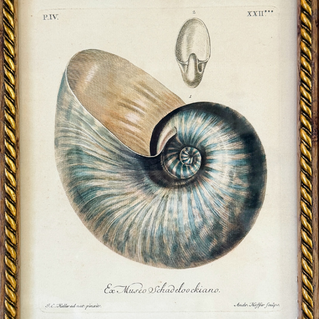 Framed Seashell Engraving Prints - Conchology Engravings After Georg Wolfgang Knorr, Set of 4