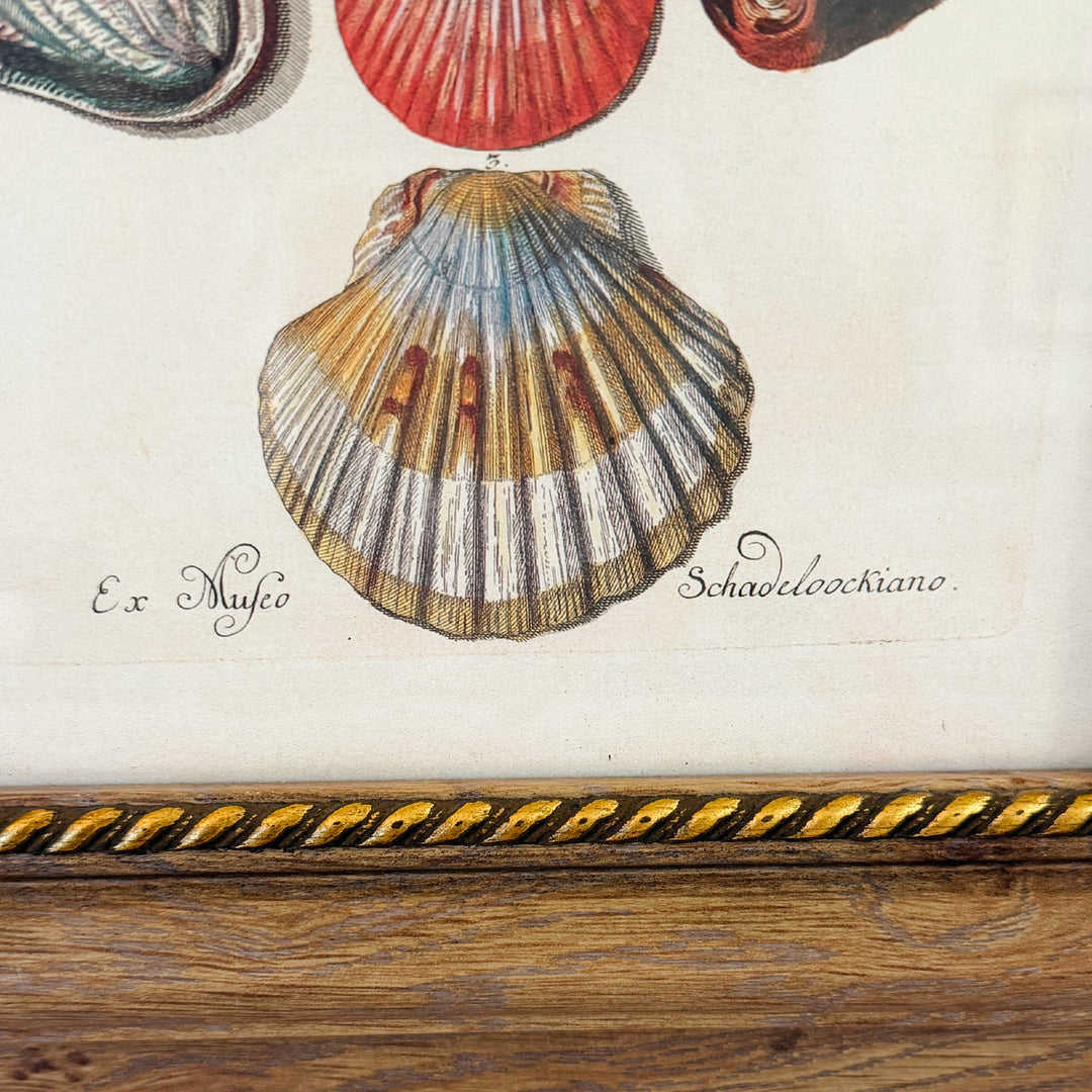 Framed Seashell Engraving Prints - Conchology Engravings After Georg Wolfgang Knorr, Set of 4
