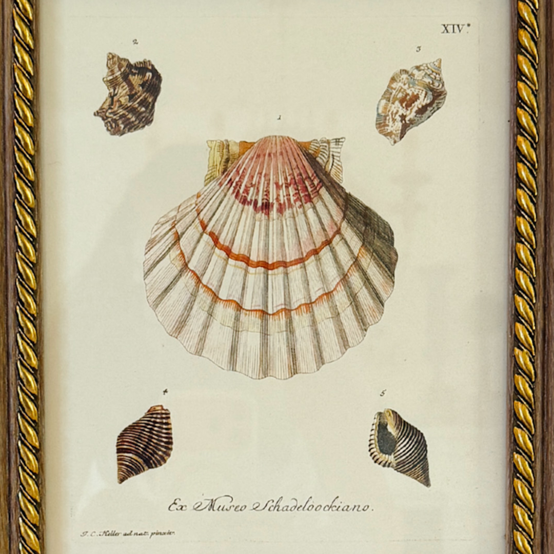 Framed Seashell Engraving Prints - Conchology Engravings After Georg Wolfgang Knorr, Set of 4