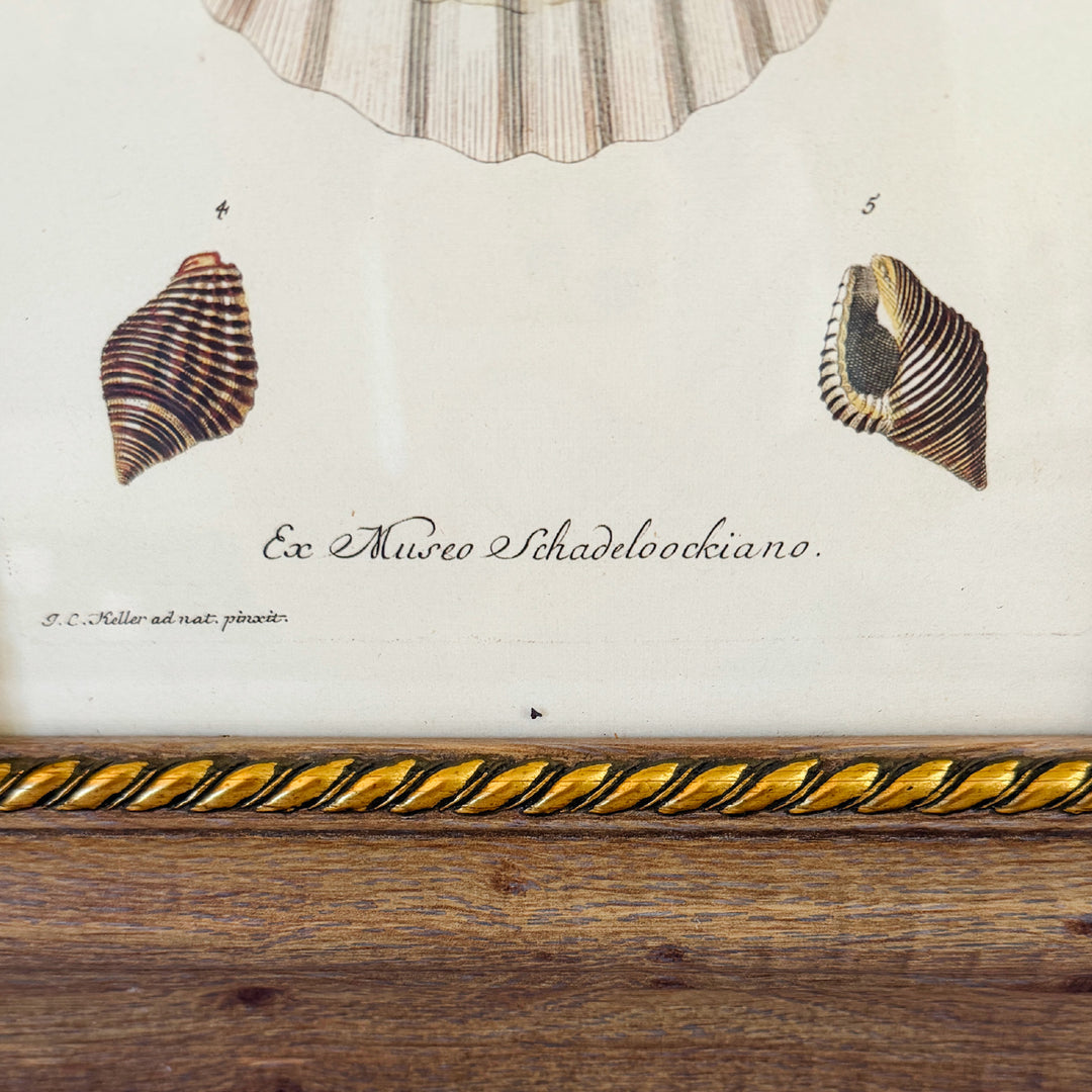 Framed Seashell Engraving Prints - Conchology Engravings After Georg Wolfgang Knorr, Set of 4
