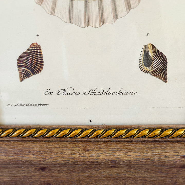 Framed Seashell Engraving Prints - Conchology Engravings After Georg Wolfgang Knorr, Set of 4