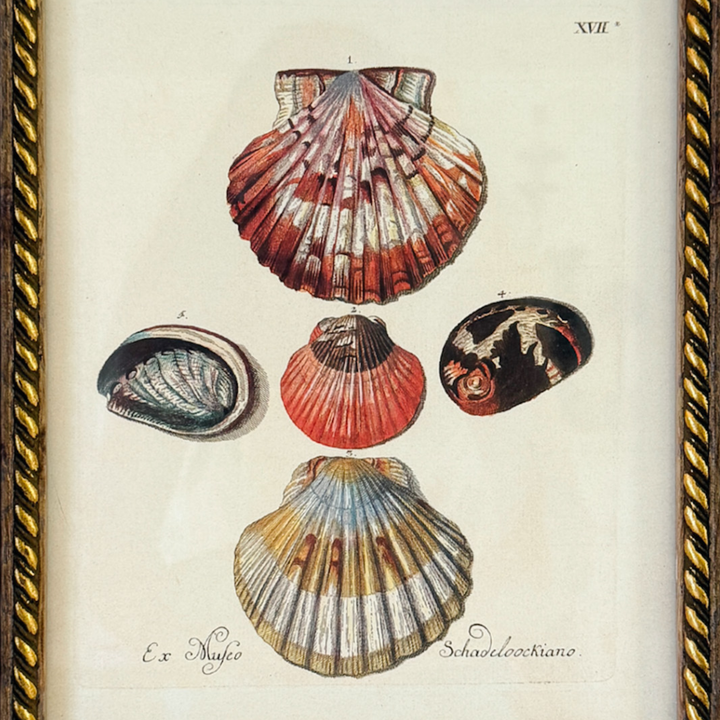 Framed Seashell Engraving Prints - Conchology Engravings After Georg Wolfgang Knorr, Set of 4