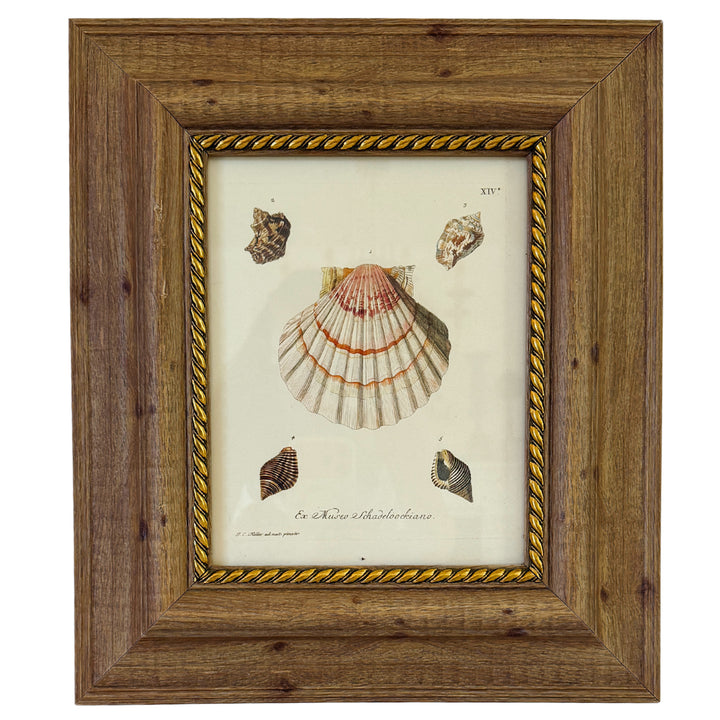 Framed Seashell Engraving Prints - Conchology Engravings After Georg Wolfgang Knorr, Set of 4