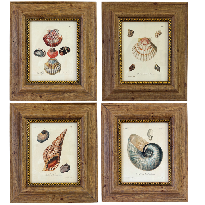 Framed Seashell Engraving Prints - Conchology Engravings After Georg Wolfgang Knorr, Set of 4