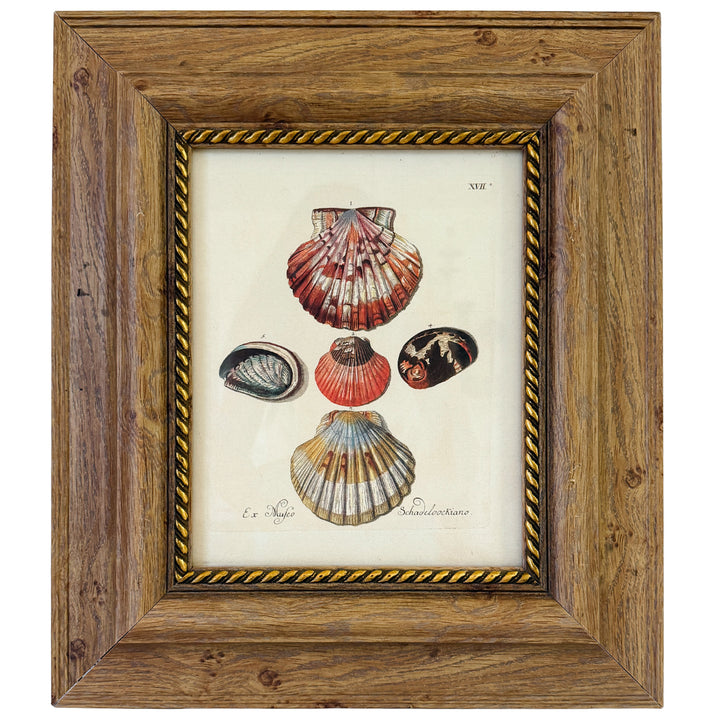 Framed Seashell Engraving Prints - Conchology Engravings After Georg Wolfgang Knorr, Set of 4