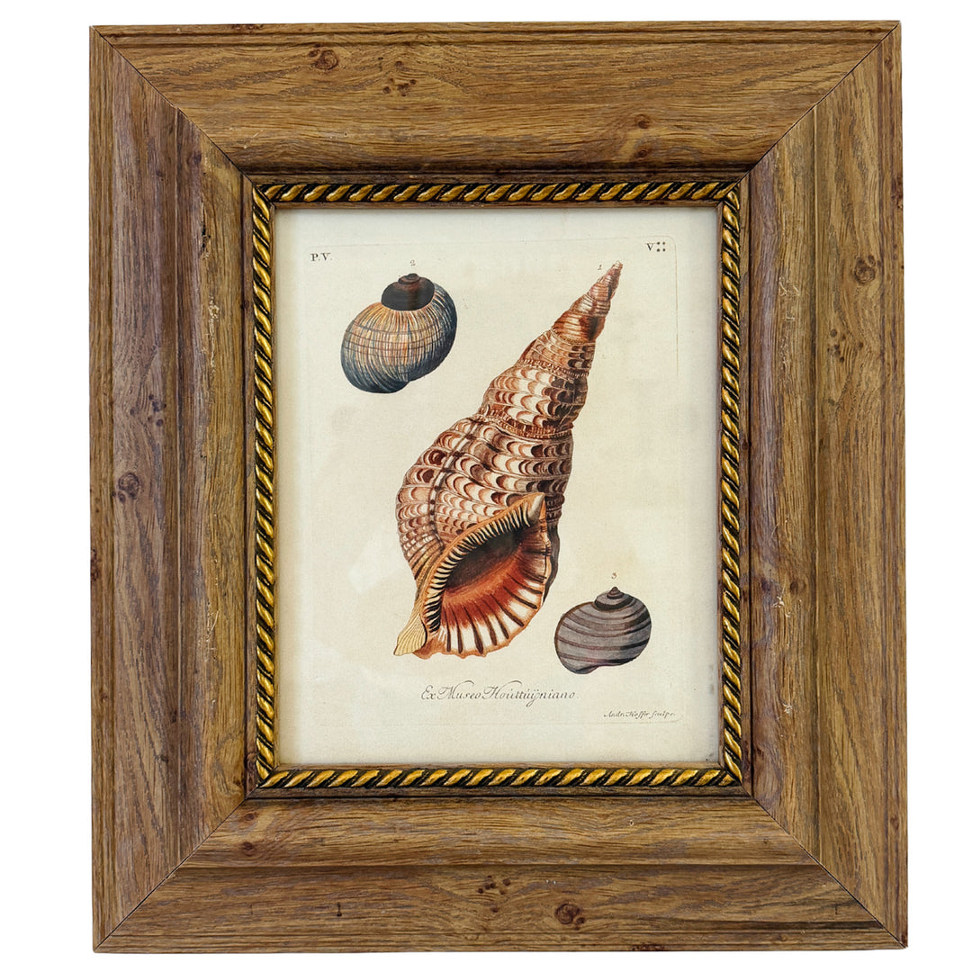 Framed Seashell Engraving Prints - Conchology Engravings After Georg Wolfgang Knorr, Set of 4