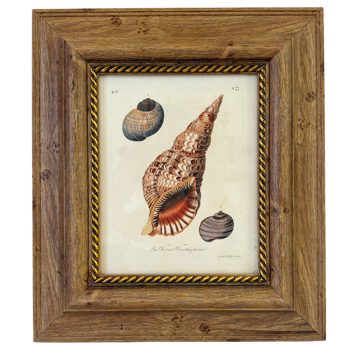 Framed Seashell Engraving Prints - Conchology Engravings After Georg Wolfgang Knorr, Set of 4