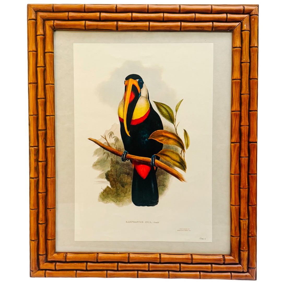French Ornithological Bird Lithographs Macaw & Toucan in Large Faux Bamboo Frames