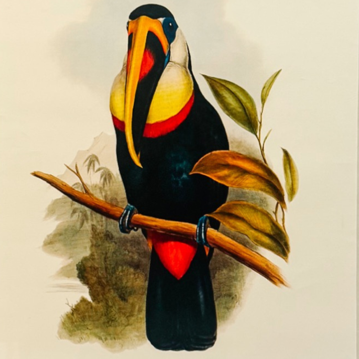 French Ornithological Bird Lithographs Macaw & Toucan in Large Faux Bamboo Frames