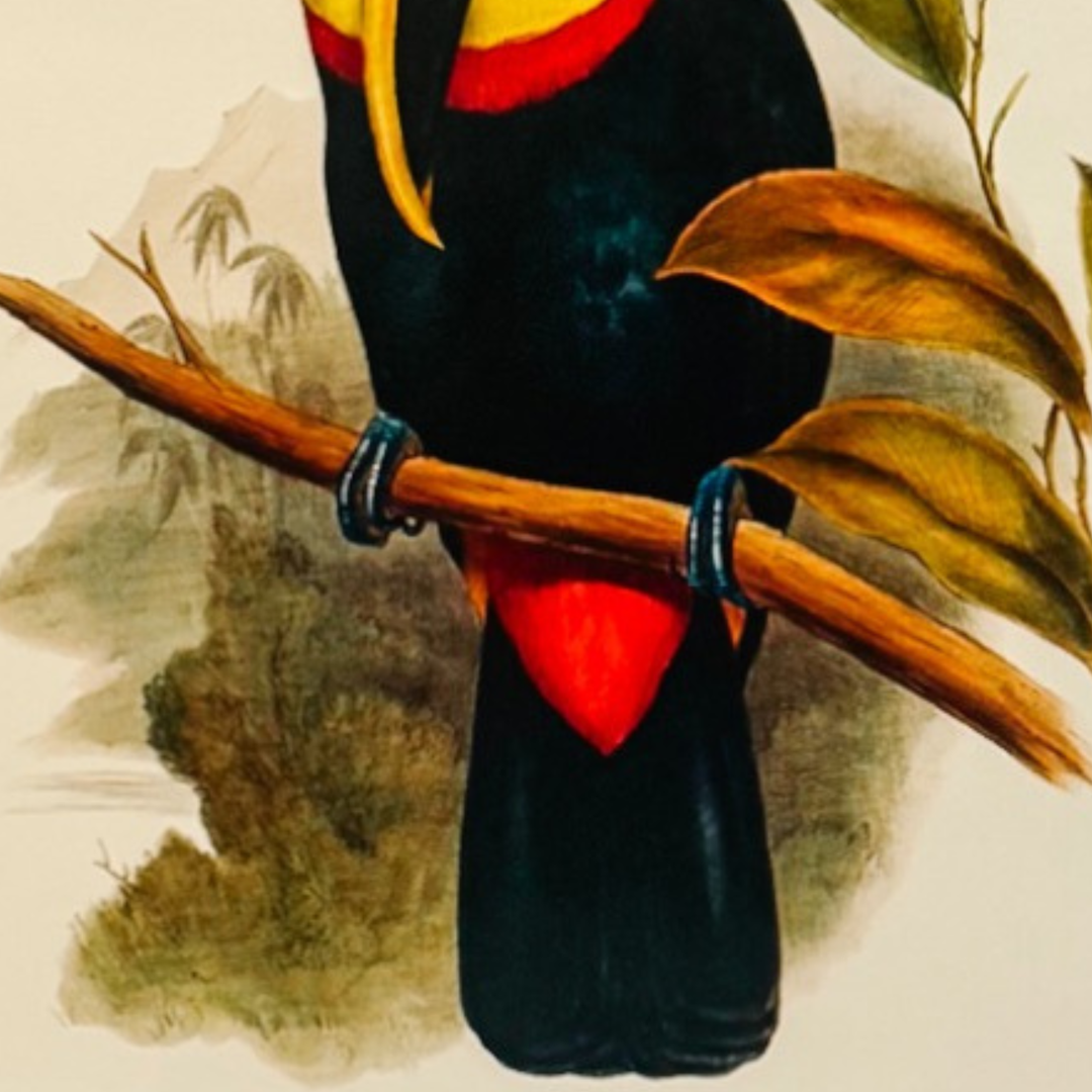 French Ornithological Bird Lithographs Macaw & Toucan in Large Faux Bamboo Frames