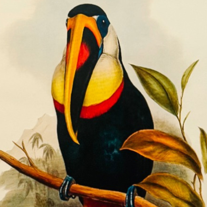 French Ornithological Bird Lithographs Macaw & Toucan in Large Faux Bamboo Frames