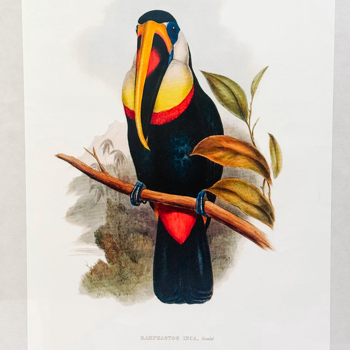 French Ornithological Bird Lithographs Macaw & Toucan in Large Faux Bamboo Frames