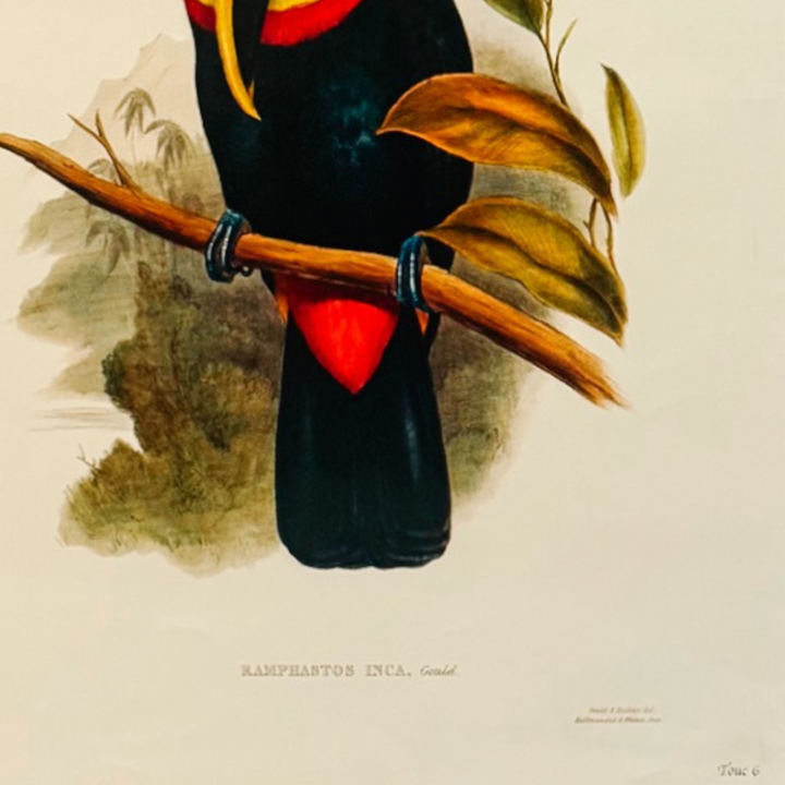 French Ornithological Bird Lithographs Macaw & Toucan in Large Faux Bamboo Frames