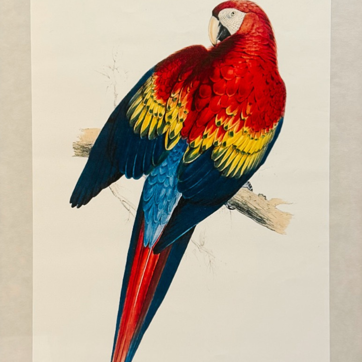 French Ornithological Bird Lithographs Macaw & Toucan in Large Faux Bamboo Frames