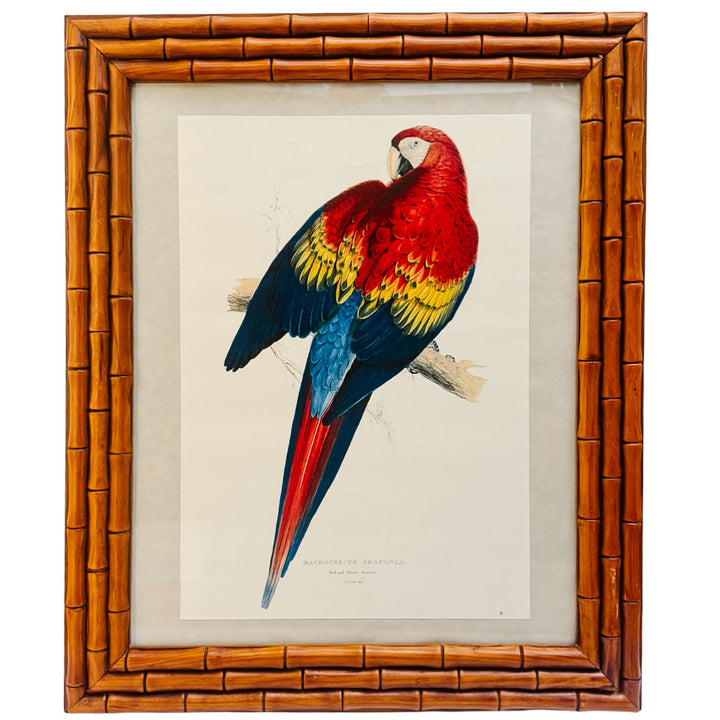 French Ornithological Bird Lithographs Macaw & Toucan in Large Faux Bamboo Frames