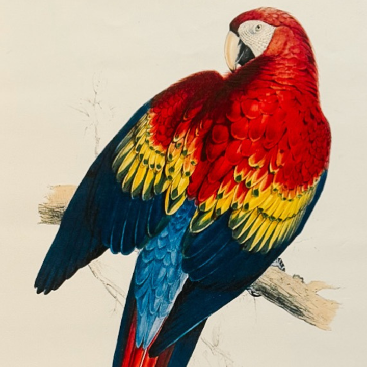 French Ornithological Bird Lithographs Macaw & Toucan in Large Faux Bamboo Frames