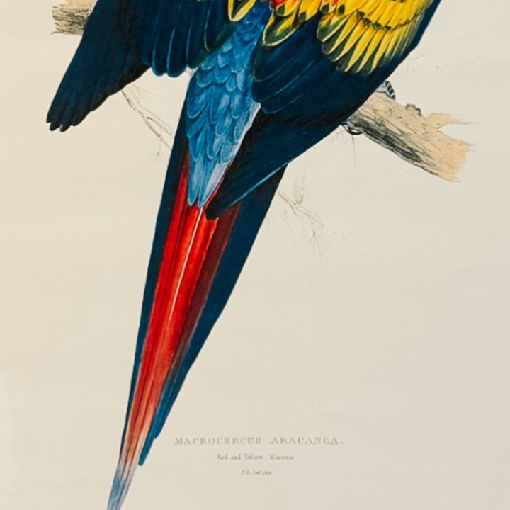 French Ornithological Bird Lithographs Macaw & Toucan in Large Faux Bamboo Frames