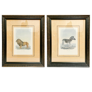 Georges Cuvier Lion & Zebra Framed Matted Lithographs