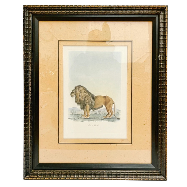 Georges Cuvier Lion & Zebra Framed Matted Lithographs
