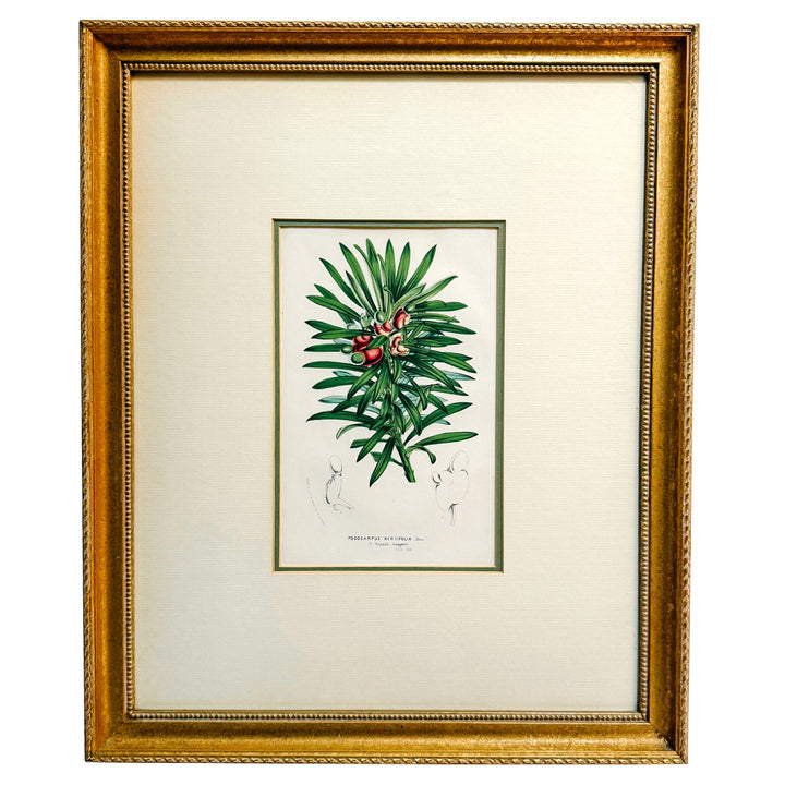 Set of Three Framed Louis van Houtte Botanical Chromolithographs