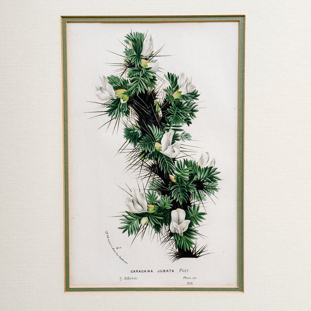 Set of Three Framed Louis van Houtte Botanical Chromolithographs