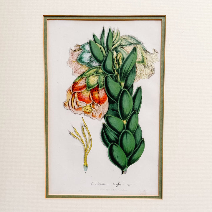 Set of Three Framed Louis van Houtte Botanical Chromolithographs