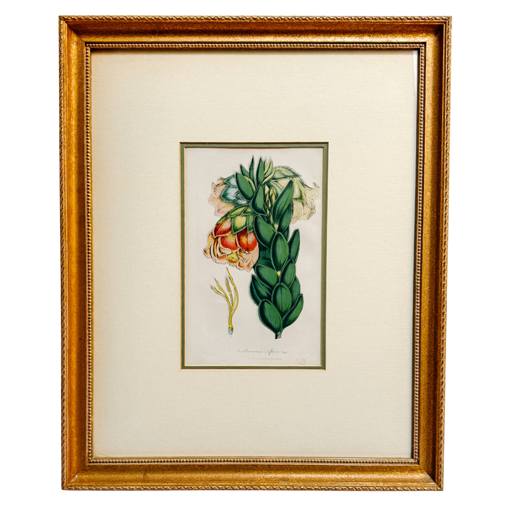 Set of Three Framed Louis van Houtte Botanical Chromolithographs