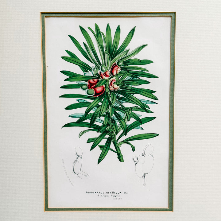 Set of Three Framed Louis van Houtte Botanical Chromolithographs