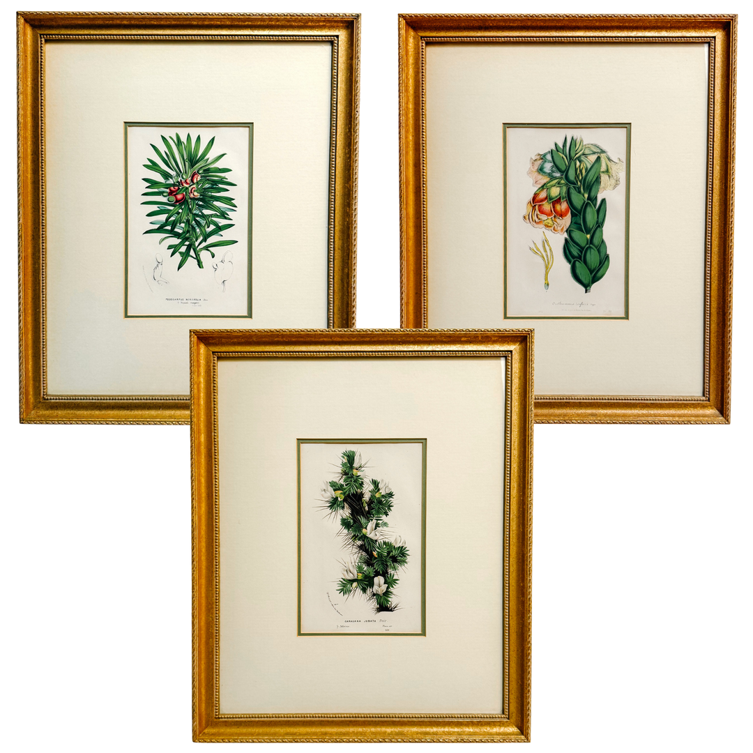 Set of Three Framed Louis van Houtte Botanical Chromolithographs