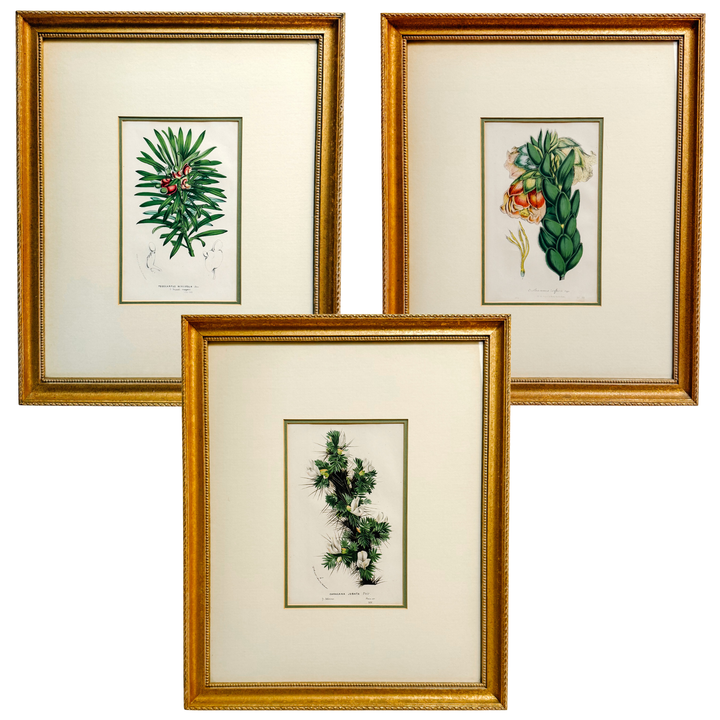 Set of Three Framed Louis van Houtte Botanical Chromolithographs
