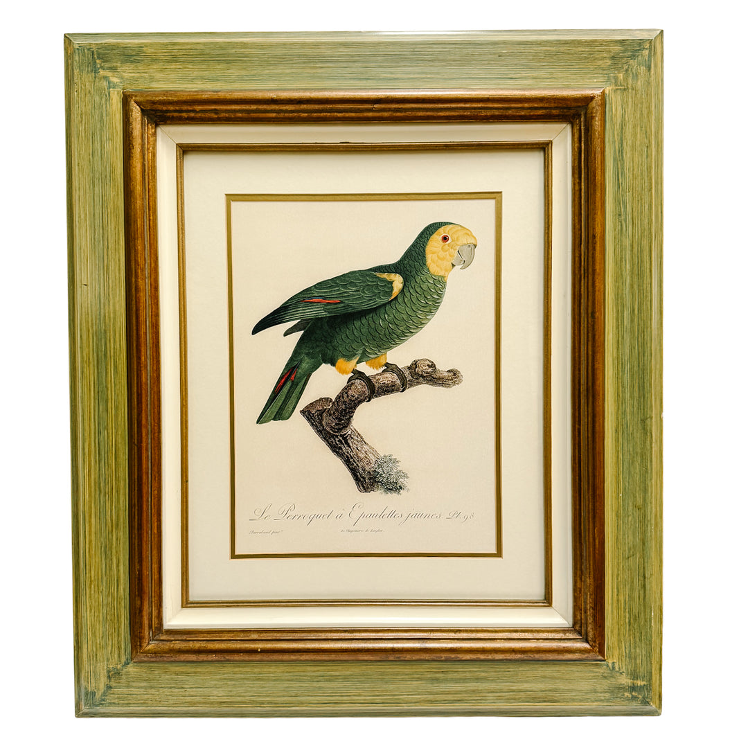Pair of 1950s Framed French Ornithological Parrot Lithographs After Jacques Barraband