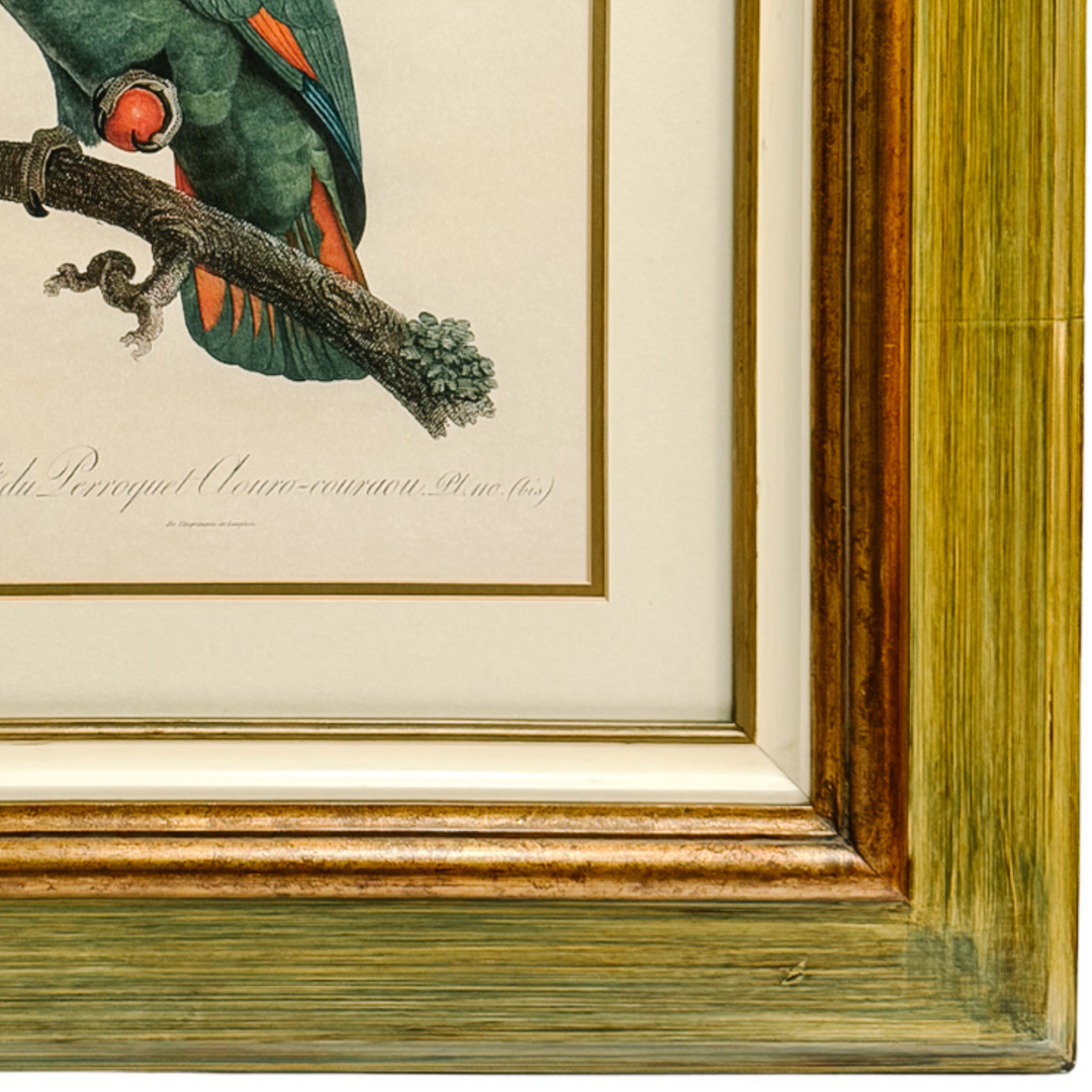Pair of 1950s Framed French Ornithological Parrot Lithographs After Jacques Barraband
