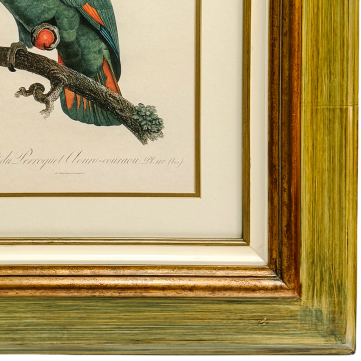 Pair of 1950s Framed French Ornithological Parrot Lithographs After Jacques Barraband