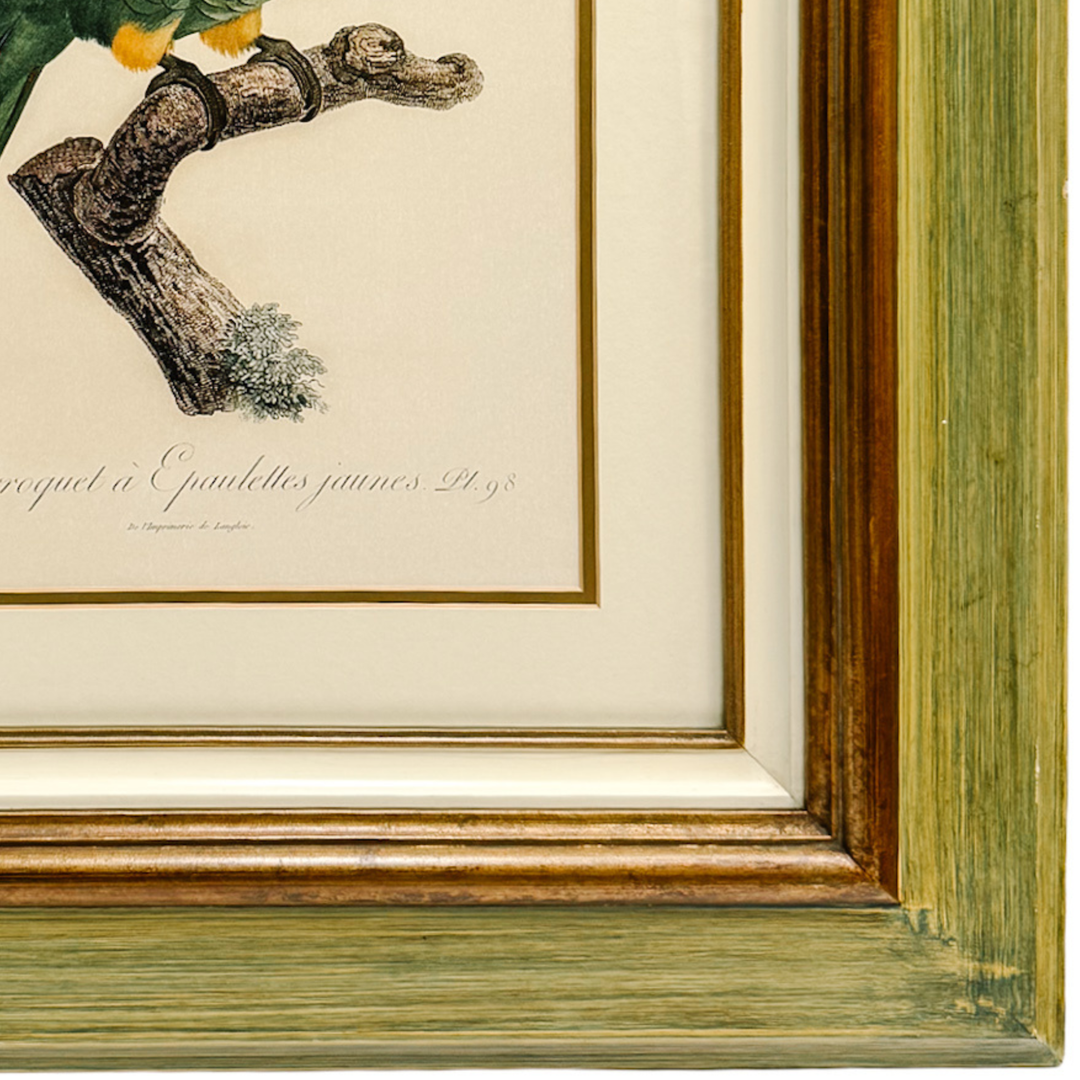 Pair of 1950s Framed French Ornithological Parrot Lithographs After Jacques Barraband