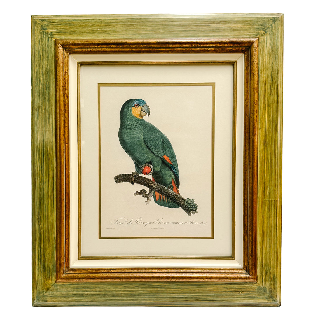 Pair of 1950s Framed French Ornithological Parrot Lithographs After Jacques Barraband
