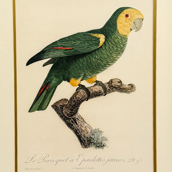Pair of 1950s Framed French Ornithological Parrot Lithographs After Jacques Barraband