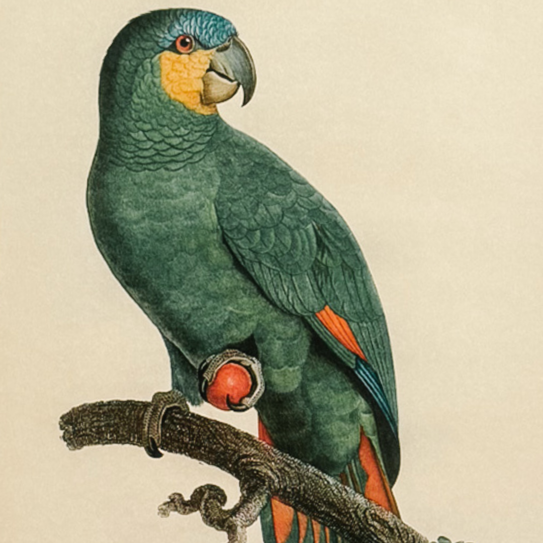 Pair of 1950s Framed French Ornithological Parrot Lithographs After Jacques Barraband