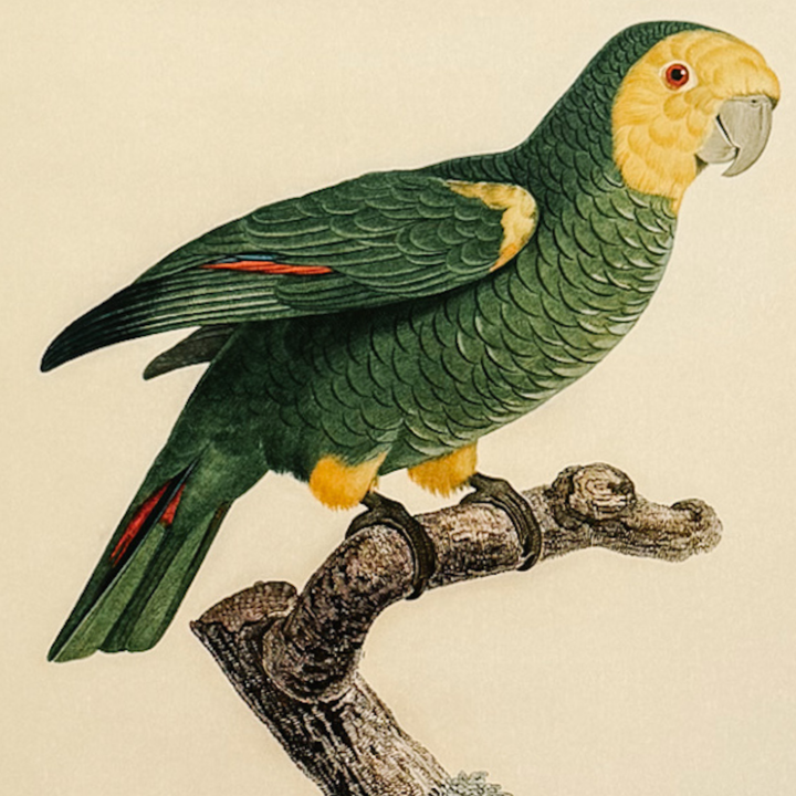 Pair of 1950s Framed French Ornithological Parrot Lithographs After Jacques Barraband