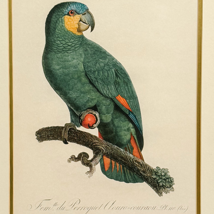 Pair of 1950s Framed French Ornithological Parrot Lithographs After Jacques Barraband