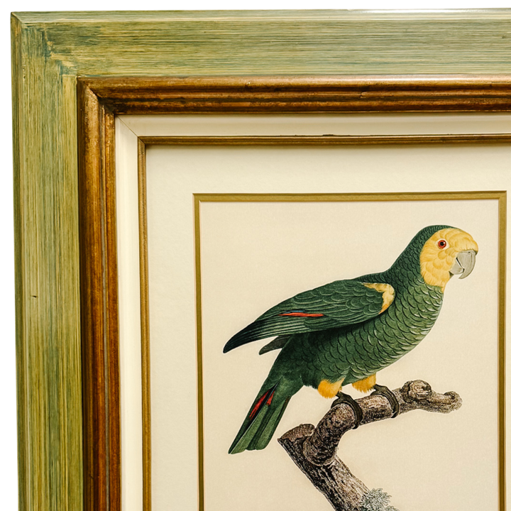 Pair of 1950s Framed French Ornithological Parrot Lithographs After Jacques Barraband