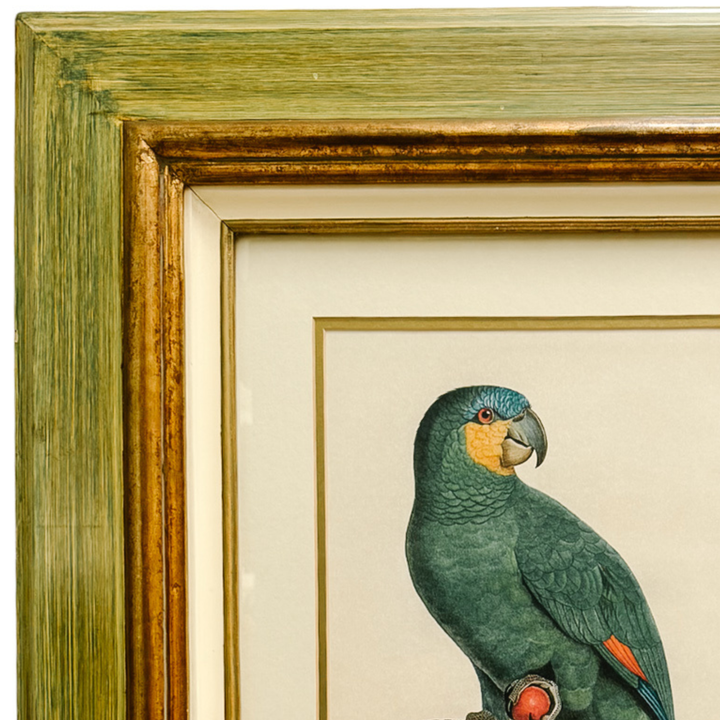 Pair of 1950s Framed French Ornithological Parrot Lithographs After Jacques Barraband