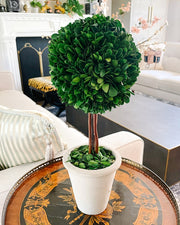 Preserved Boxwood Ball Topiary In Pot